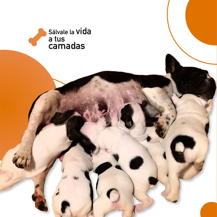 get_the_best_American Bulldog_ad