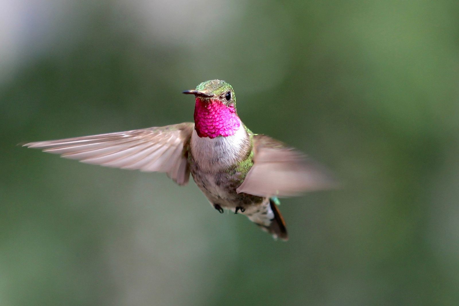 get_the_best_Aves_ad