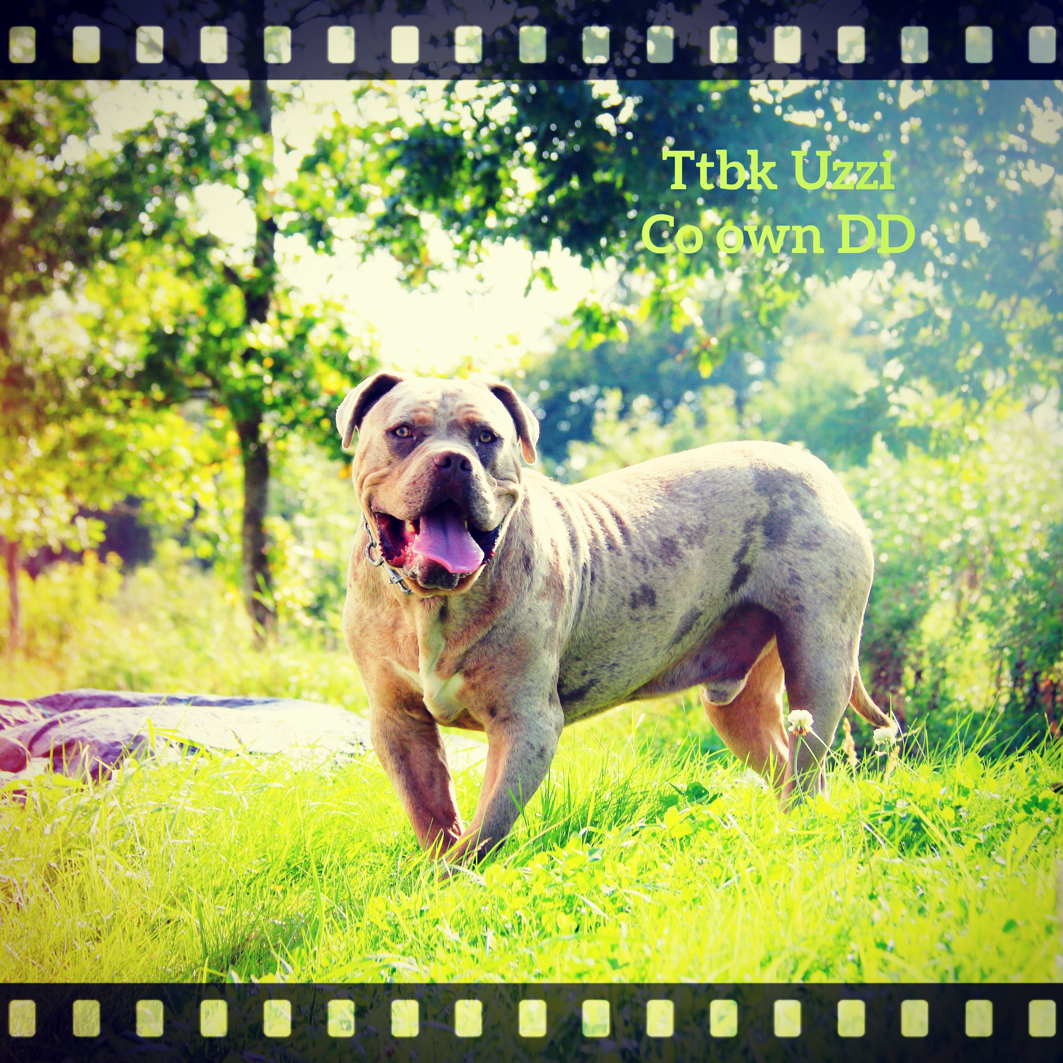 get_the_best_American Bully_ad