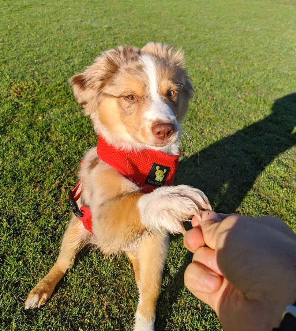 get_the_best_Australian Shepherd_ad